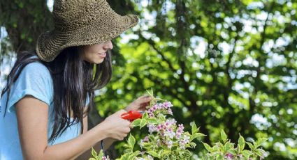 Videotutorial de jardineros: por qué nunca deberías podar tus plantas de esta manera