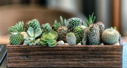 ¡Socorro! Mis plantas suculentas se quemaron: soluciones rápidas