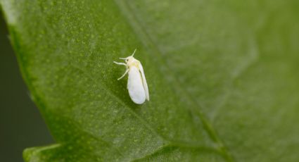 Evita la mosca blanca en tu jardín: consejos útiles para proteger tus plantas