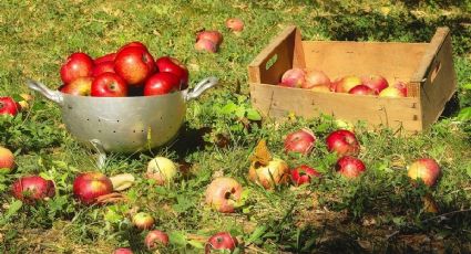 Recicla y reutiliza: cómo convertir cajas de fresa en originales accesorios