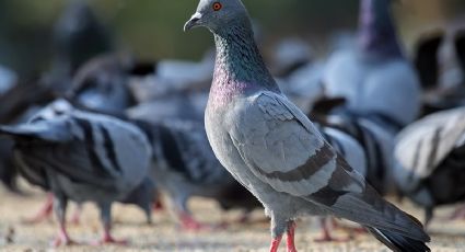 Cómo eliminar las manchas de popó de aves del coche sin dañar la pintura