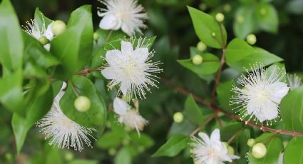 Aromas y belleza: descubre el encanto de la planta del Mirto