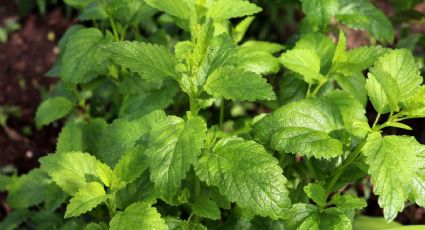 Aliada contra los mosquitos: 4 cuidados indispensables para tu planta de citronela