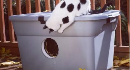 Recicla objetos cotidianos en un acogedor refugio para tu gato