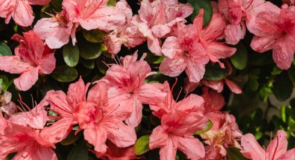 Cuidados esenciales para azaleas: mantén la buena suerte en tu hogar con esta planta