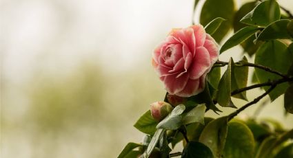 Consejos prácticos para el cuidado de las camelias: mantén tus plantas felices