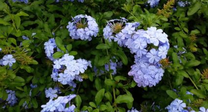 Jazmín del cielo: la planta que aporta un toque de color inigualable a tus exteriores