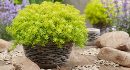 Ilumina tu jardín con la planta sedum oro: consejos prácticos de jardinería