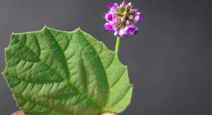 El secreto natural del colágeno: la planta que reduce arrugas