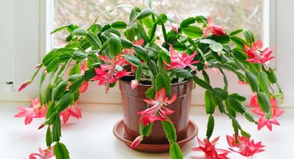 Secretos del trasplante: cómo cuidar y mover la planta pluma de Santa Teresa