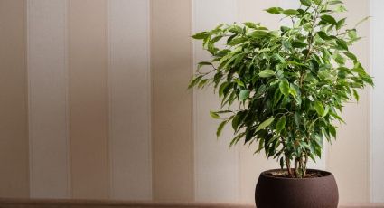 Guía definitiva para el cuidado del ficus: haz que brille en tu hogar con esta planta