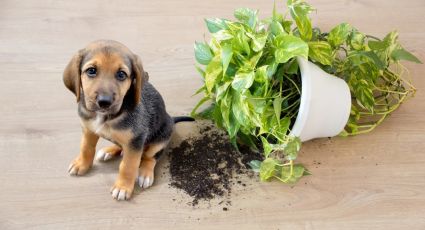 Guía de plantas venenosas para mascotas: cómo proteger a tus animales