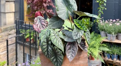 Muros naturales: plantas que mantienen tu hogar fuera de miradas curiosas
