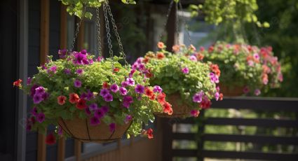 Eleva tu jardín: tres variedades de plantas para cestas colgantes