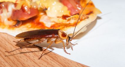 Trucos de limpieza: la mejor forma de combatir las cucarachas en la estufa