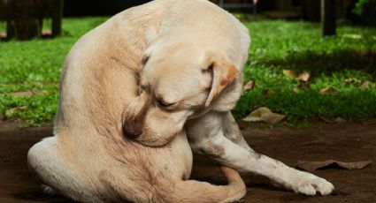 Trucos de limpieza: 8 formas efectivas de erradicar las pulgas de tu hogar