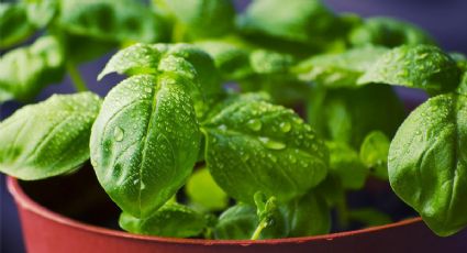 Albahaca en casa: consejos prácticos para cultivar y mantener esta planta siempre fresca