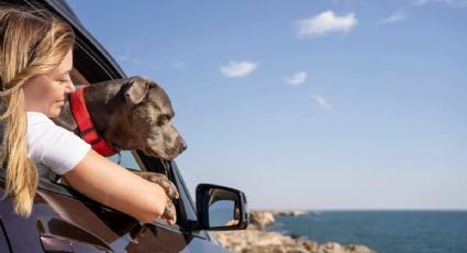 Guía de viaje Pet Friendly: descubre 5 destinos en México donde tu mascota es bienvenida