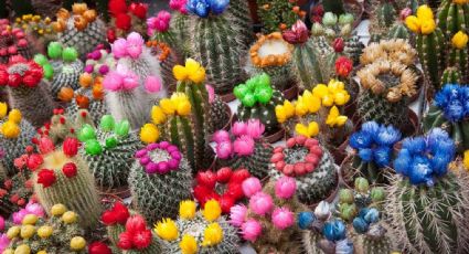 Jardinería creativa: cómo hacer que tus cactus estallen en flores