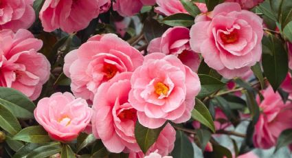 Cultivando elegancia: características, riego y cuidados para mantener tus camelias saludables