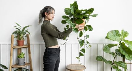 Embellece tu hogar: 5 ideas creativas para decorar la pared con plantas colgantes