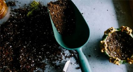 Abono japonés: la fórmula maestra para hacer crecer y florecer a todas tus plantas