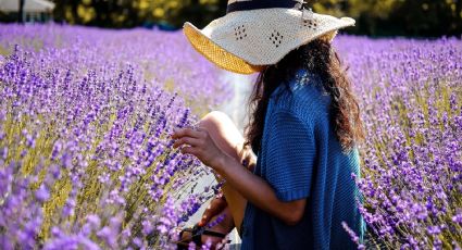 Cómo propagar lavanda en agua para disfrutar de una explosión de flores en poco tiempo