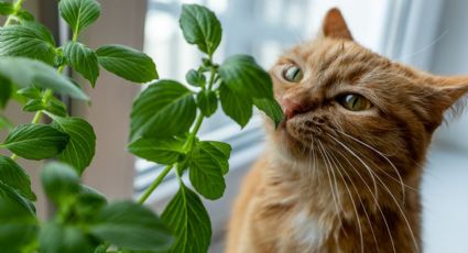 Mantén tu jardín intacto: consejos para evitar que los gatos dañen tus plantas