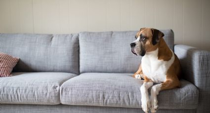 Limpieza profunda: cómo deshacerte del olor a orina de mascotas en el sillón con este método