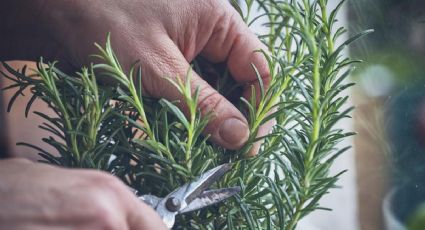 Plantas que ahuyentan a las cucarachas: cuatro opciones naturales para tu hogar