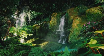 Explorando la naturaleza: destinos en México con bosques tropicales