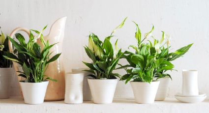 Plantas de la abundancia: cómo atraer prosperidad y éxito a tu oficina