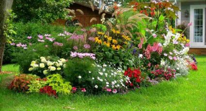 Primavera en tu salón: las mejores plantas para dar frescura y color a tu hogar