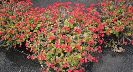 Corona de Cristo: cómo lograr una Euphorbia milii llena de flores