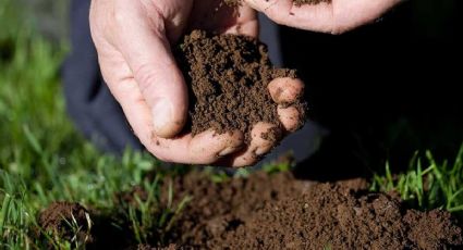 Secretos de jardinería: tres abonos caseros que revitalizarán tus plantas