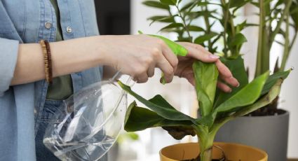 Remedio natural para plagas en plantas: di adiós a los hongos de forma efectiva