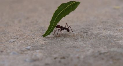 Plantas efectivas para un jardín libre de insectos