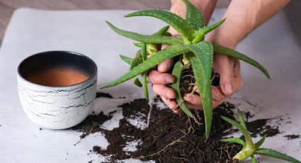 Mensaje de la naturaleza: la floración de la planta de Aloe Vera y su significado