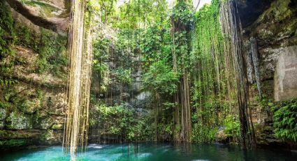 Disfruta la belleza natural: 5 destinos en México para admirar la vida silvestre