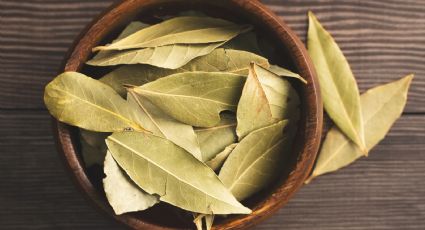 Laurel, el insecticida natural que mantendrá tus plantas libres de plagas