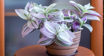 Guía completa para el cuidado de la tradescantia: cómo mantener la planta del amor de hombre