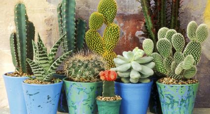 Feng Shui en casa: por qué evitar las plantas con espinas para una energía positiva