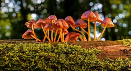 Analizando las señales: descifrando el significado de los hongos en tus plantas