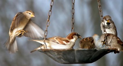 Arte sustentable para tu jardín: comederos de pájaros con material reciclado