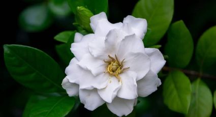 Descubre los secretos de las gardenias: cuidados para una planta que encanta a todos