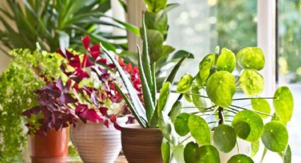 Cuidado de plantas de interior: descubre los 10 errores que debes evitar