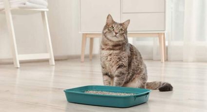 Trucos de limpieza: optimiza el uso de la arena para gatos con este sencillo consejo