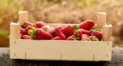 Cajas de fresas recicladas: dos ideas DIY para darles una nueva vida y funcionalidad