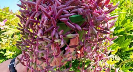 Othonna Capensis: la maravillosa planta suculenta que brinda flores durante todo el año