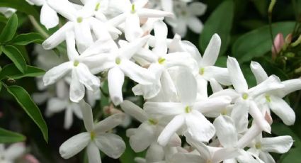 Guía de cuidados para el jazmín: disfruta de la belleza y fragancia única de esta planta